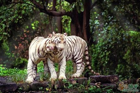 廣州番禺長隆野生動物世界全新羊園、廣州嶺南印象園、花城廣場歡樂二天