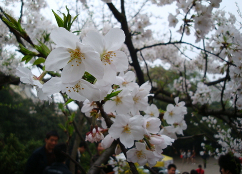 神農(nóng)架祭壇、天生橋、武當(dāng)山、李煥英拍攝地、古隆中、夜游唐城雙飛5日游