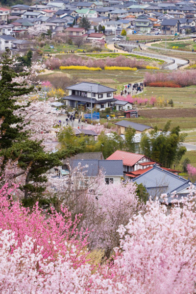 中國(guó)最美鄉(xiāng)村－青島浮山櫻花小鎮(zhèn)